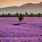 French lavender field