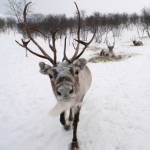 Swedish elk in snow