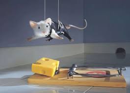 Build a better mouse trap
